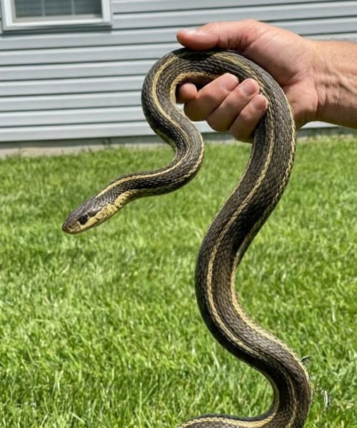 The Hidden Reason Snakes Enter Homes—and What You Should Do If It Happens