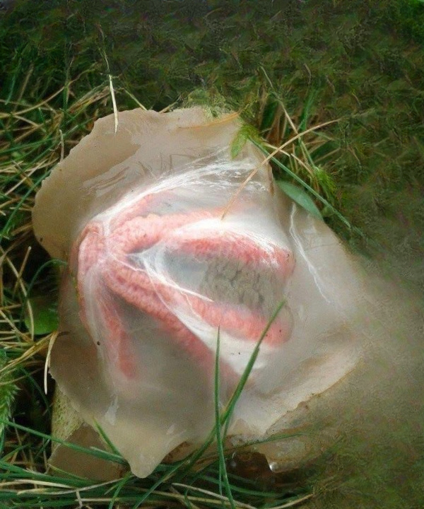What Is It and Why Is It Called “Nature’s Most Terrifying Things”? The Strange Biology of the Stinkhorn Mushroom