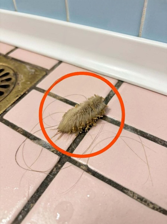 The Thing on the Bathroom Floor That Looked Like a Nightmare — Until I Realized What My Cat Had Brought Inside