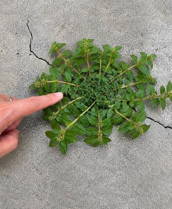 Just One Leaf of This Plant Is Worth a Gold Mine: The Hidden Value of Santa Lucía Herb