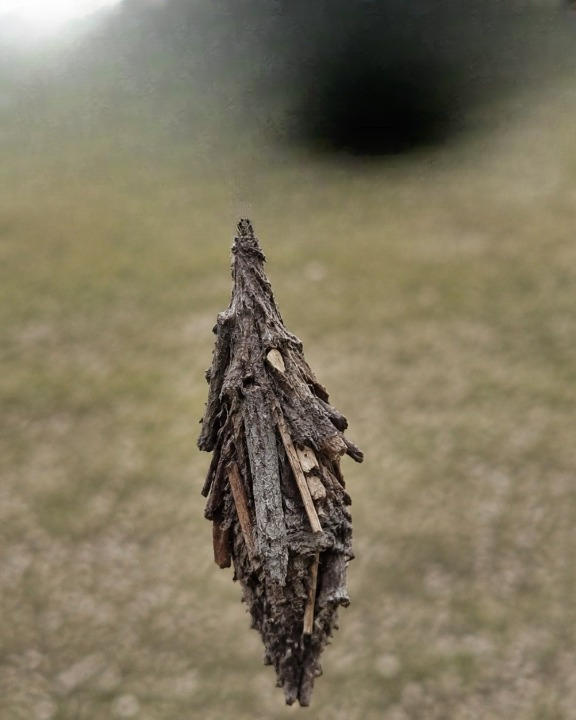 The Evergreen Bagworm: The Tiny Tree Pest Most Homeowners Don’t Notice Until It’s Too Late