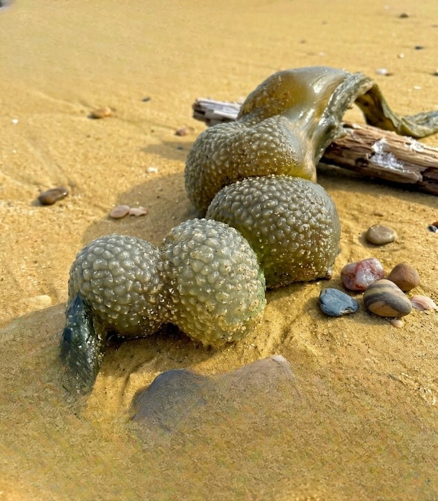 My Dog Suddenly Found a Strange Object on the Beach — The Truth Behind It Was Far Less Frightening Than I Imagined