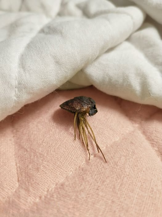 The Strange Object I Found in My Bed Turned Out to Be Something Completely Unexpected