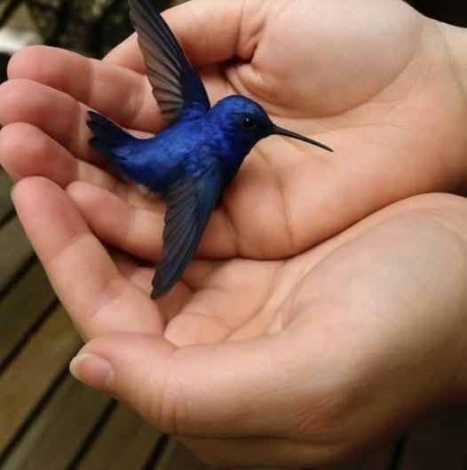 What Does It Mean When a Hummingbird Visits Your Home? The Beautiful Symbolism and Traditions Behind This Tiny, Remarkable Bird