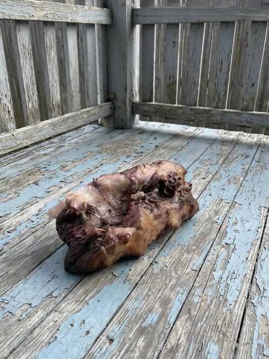 A Strange Discovery on My Porch: The Unexpected Explanation Behind a Mysterious Find