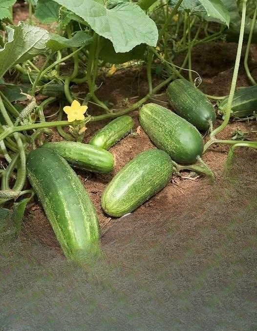 Why Nutrition Experts Recommend Adding Cucumbers to Your Salads: Surprising Health Benefits You Should Know