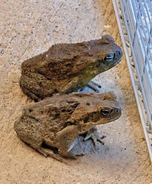 The Hidden Meaning of Finding a Toad in Your Home — And Why It Might Be More Helpful Than You Think