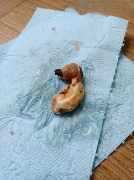 I Found a Strange Object in My Son’s Room While Cleaning — The Truth Behind It Surprised Us Both