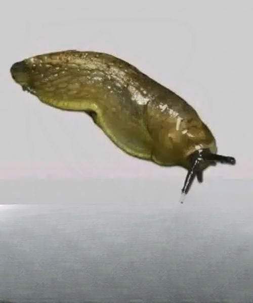Did You Know That When a Slug Visits Your House It Means More Than You Think? What This Small, Slimy Visitor Reveals About Soil Health, Moisture Levels, and the Hidden Ecosystem Living Right Under Your Feet