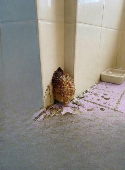 I Returned Home After 10 Days Away and Found Something Unexpected Growing in My Bathroom