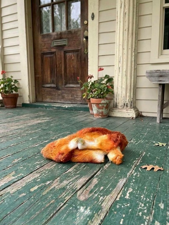 I Stepped Outside for Some Fresh Air This Morning—Then I Saw Something on My Porch That Stopped Me in My Tracks